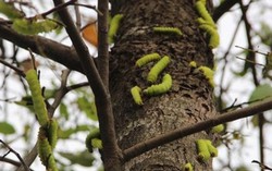 Kinh hoàng cảnh cả ngàn con sâu ăn sạch lá hàng cây trong 1 đêm