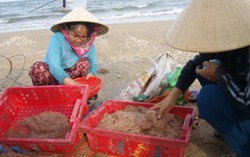 Moi biển dạt bờ hàng loạt ở Quảng Bình