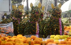 Quất kiểng hình chó chơi tết giá bạc triệu