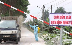 3 ổ dịch tả lợn châu Phi qua 30 ngày không phát sinh lợn mắc bệnh
