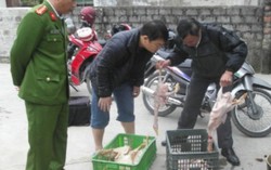 Phát hiện cơ sở dùng nhựa thông làm sạch lông vịt 