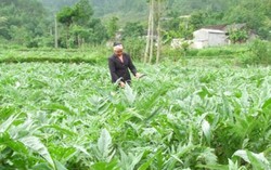 Từ 1/7, mạnh tay dẹp dược liệu bẩn nhập khẩu
