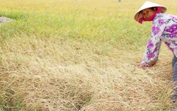 3 giải pháp khẩn để ‘cứu’ ĐBSCL