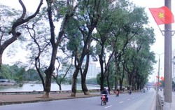 Chính thức chặt cổ thụ ven hồ Thủ Lệ để làm đường sắt