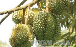 Chuẩn bị cơ sở xây dựng Đề án giống cho nông nghiệp đến năm 2030