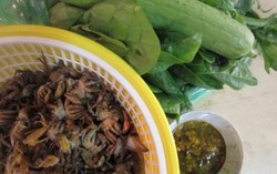 Ngọt lành canh mướp tình quê