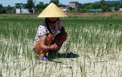 Người dân Nghệ An quay cuồng trong 'chảo lửa' 60 độ C
