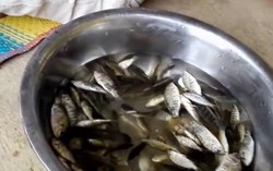 Cận cảnh người Thái ăn cá sống còn giãy đành đạch
