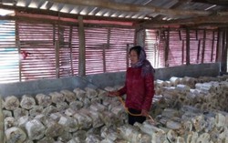 Chị chủ nhiệm biến rơm mục thành tiền 