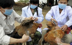 Cảnh báo cúm gia cầm nguy hiểm lây sang người