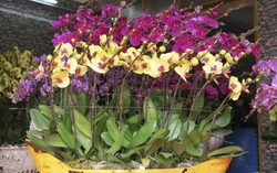 Nhiều loại hoa lạ giá từ 150.000 đồng khoe sắc tại chợ Tết Kỷ Hợi 2019