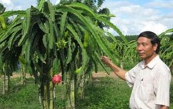 HTX chuyên tìm đầu ra cho trái cây đặc sản