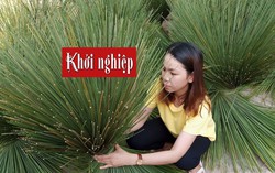 Tận dụng cỏ bàng để sản xuất túi xách, ống hút