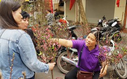 Chợ hoa Hàng Lược chiều 29 Tết: Hoa đào đắt hàng, cây mai hạ giá 