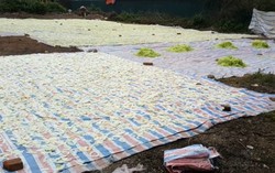 Sân phơi mứt kề bên nhà vệ sinh ở Hà Nội