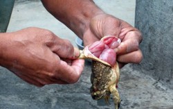 2 vợ chồng tử vong nghi do ăn thịt cóc