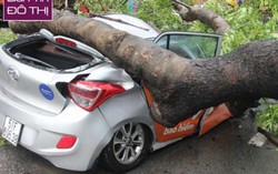 "Cụ" cây ở Sài Gòn bật gốc, đè bẹp taxi khiến nữ hành khách nguy kịch