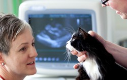 Giun lạc chủ từ chó mèo nuôi dễ gây bệnh lý về mắt và các bệnh nội tạng