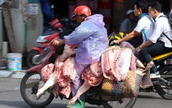 Hà Nội: Nhức nhối tình trạng lợn 'khỏa thân' diễu phố