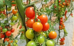 3 loại cà chua siêu lạ hút du khách khi tới Đà Lạt