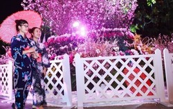 Hoa anh đào Nhật Bản khoe sắc bên Hồ Gươm