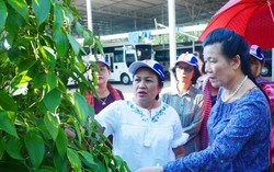 Lãnh đạo Hội Phụ nữ Campuchia thăm tổ trồng tiêu kết hợp du lịch ở Phú Quốc
