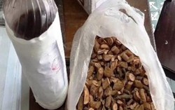 3 người tử vong ở Nghệ An do uống phải rượu ngâm lẫn rễ cây lá ngón