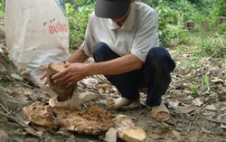 Bỏ mạng vì nghề phu trầm