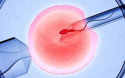 Nhầm lẫn bi hài liên quan đến thụ tinh trong ống nghiệm