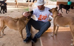 Phuket - thiên đường loài chó