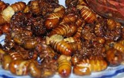 Ở nơi 'chén' ve sầu thay thịt