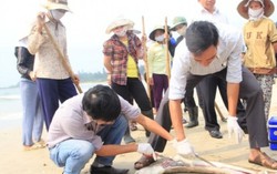 Chưa công bố nguyên nhân cá chết vì chờ phản biện