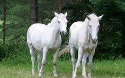 Đâu đó có bầy ngựa trắng trong sương