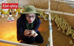 Nuôi gà sạch bằng cách cho nghe nhạc giao hưởng