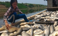Nhà máy đường vỡ bể chất thải ra sông Bưởi