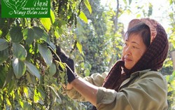 Đắc Lắk phát huy vai trò của phụ nữ trong xây dựng nông thôn mới