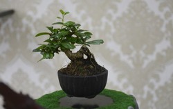 Độc đáo bonsai bay lơ lửng giá từ 1,5 triệu đồng