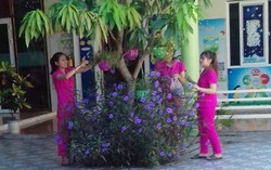 Năm học mới không có học trò của những 'cô giáo quỳ xin dạy học' ở Nghệ An