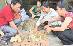 'Biến' rác thành... con giống