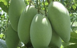 Trái xoài Sơn La lần đầu tiên xuất khẩu sang Mỹ và Anh có gì đặc biệt? 