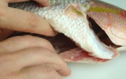 Dễ suy thận nếu uống mật cá bồi bổ dịp Tết