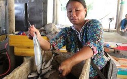 Ngư dân điêu đứng vì tin cá nục nhiễm chất cực độc