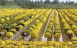 Nhiều làng hoa trên cả nước hối hả vào vụ Tết
