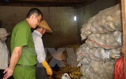 Đình chỉ cơ sở biến rau củ Trung Quốc thành nông sản Đà Lạt