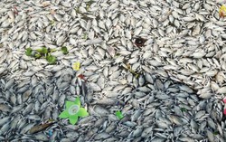 Cá chết bất thường, nổi trắng ven Hồ Tây