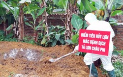 6 yêu cầu của Ban Bí thư về phòng, chống dịch tả lợn châu Phi