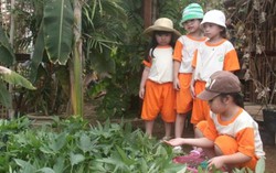 Thuê 1 triệu/10m2, đất trồng rau sạch vẫn hút khách