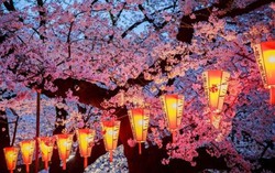 Đắm say hương sắc anh đào Nhật Bản