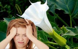 'Điểm mặt' những loại hoa, quả cảnh gây ngộ độc
