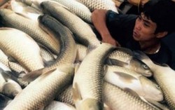 Cá chết do nước sông Bưởi ô nhiễm vượt ngưỡng nhiều lần